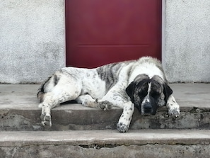Pet-friendly