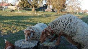 Un espace extérieur clôturé, avec deux moutons et une poule, près d’une souche d’arbre.