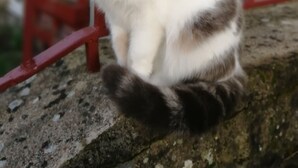 Un chat assis sur un rebord de pierre.