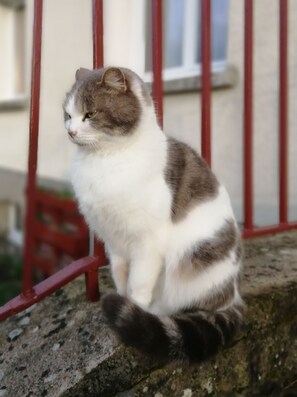 Huisdieren toegelaten