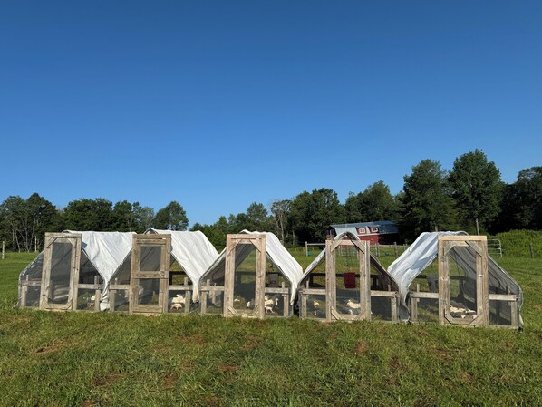 A series of wooden structures with mesh sides, likely chicken coops, in a grassy field with trees in the background.