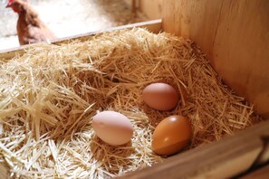 A wooden structure with a nest of straw containing three eggs. - Breezy Acres Farm Apt 1- large yard, fire pit, game room near Cooperstown (Cooperstown)