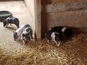 A group of pigs in a barn with straw bedding and a feeding trough. - Breezy Acres Farm Apt 1- large yard, fire pit, game room near Cooperstown (Cooperstown)