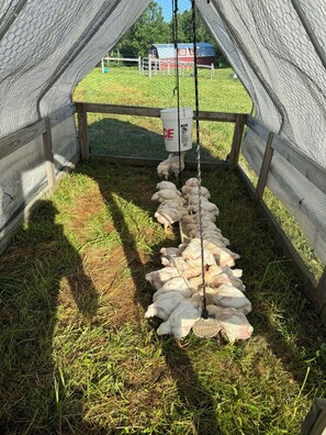 Uma área com aves, cercada por uma vedação de madeira, um balde pendurado e chão coberto de grama.