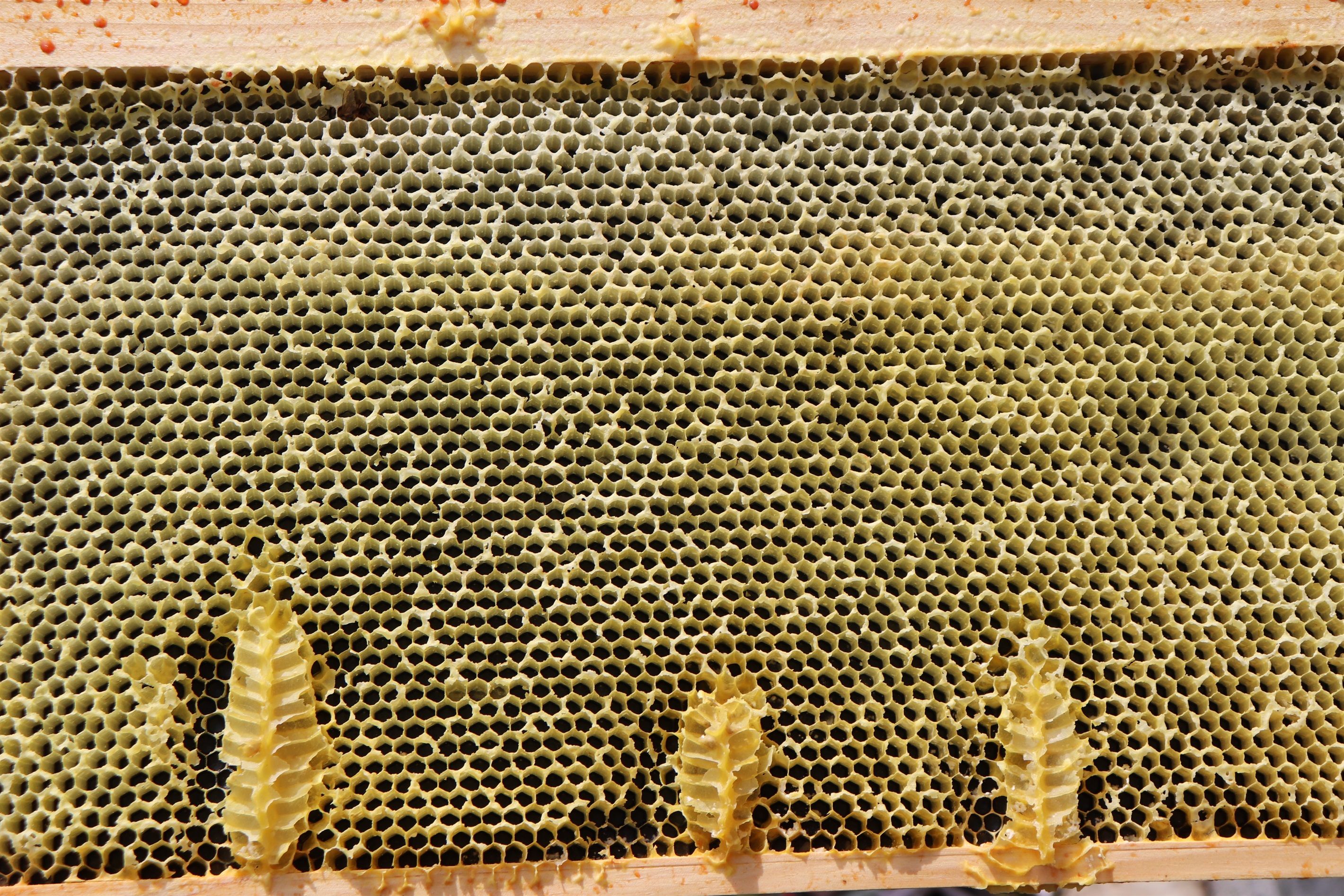 Primer plano de una estructura de panal de abejas con un marco de madera.