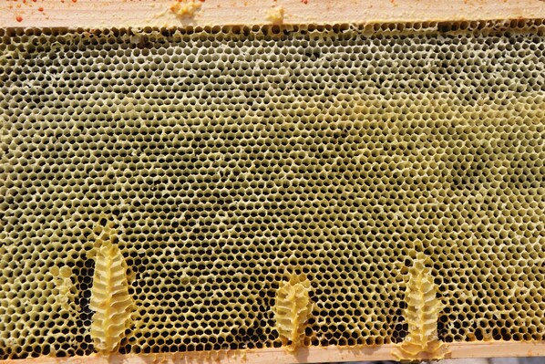 A close-up of a honeycomb structure with a wooden frame.