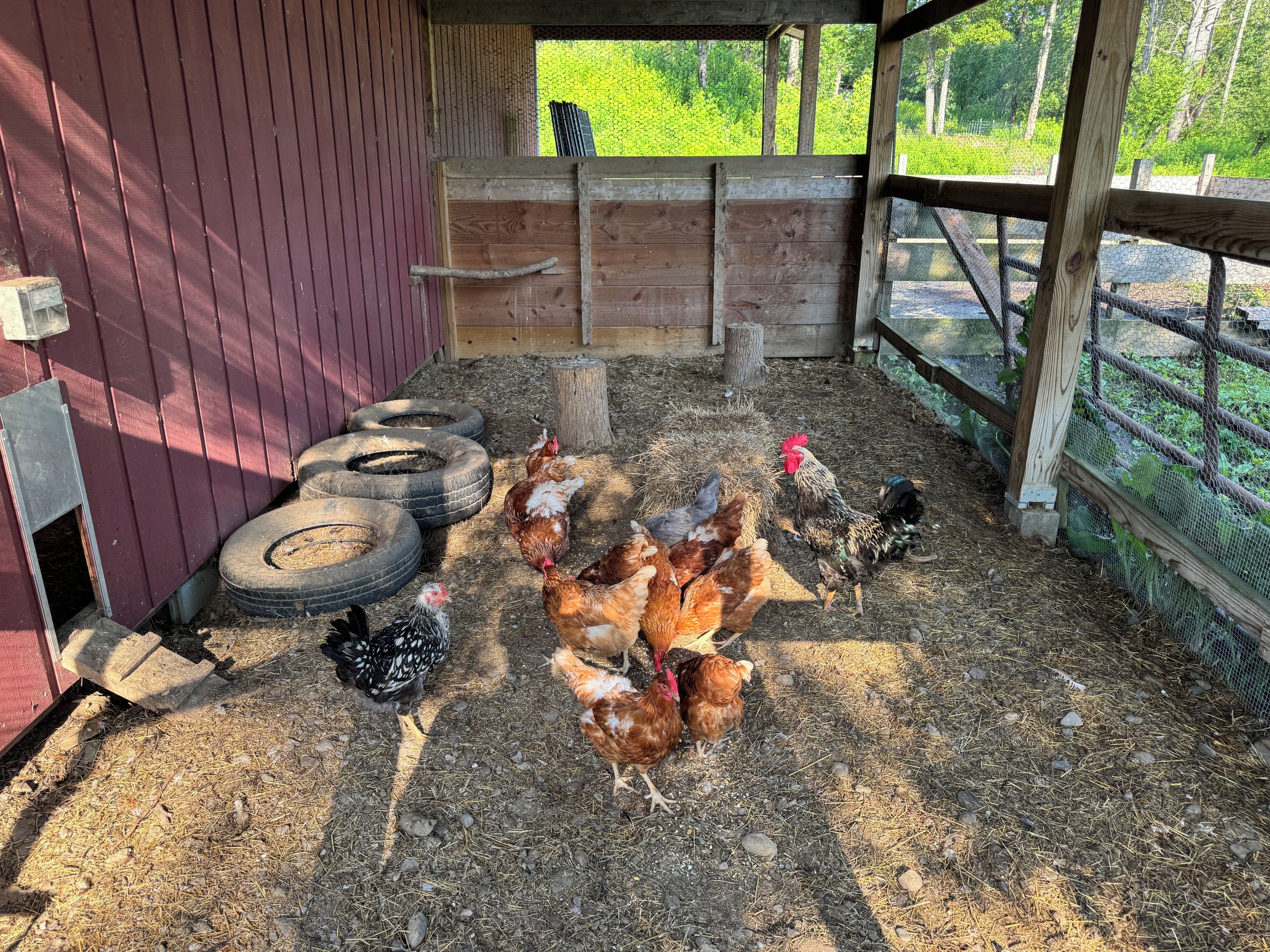 A chicken coop with a red exterior, wooden walls, and a wire mesh fence.