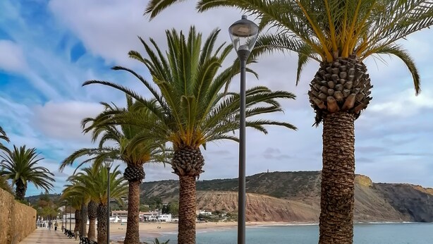 A coastal promenade with palm trees, benches, and a clear view of the sea.