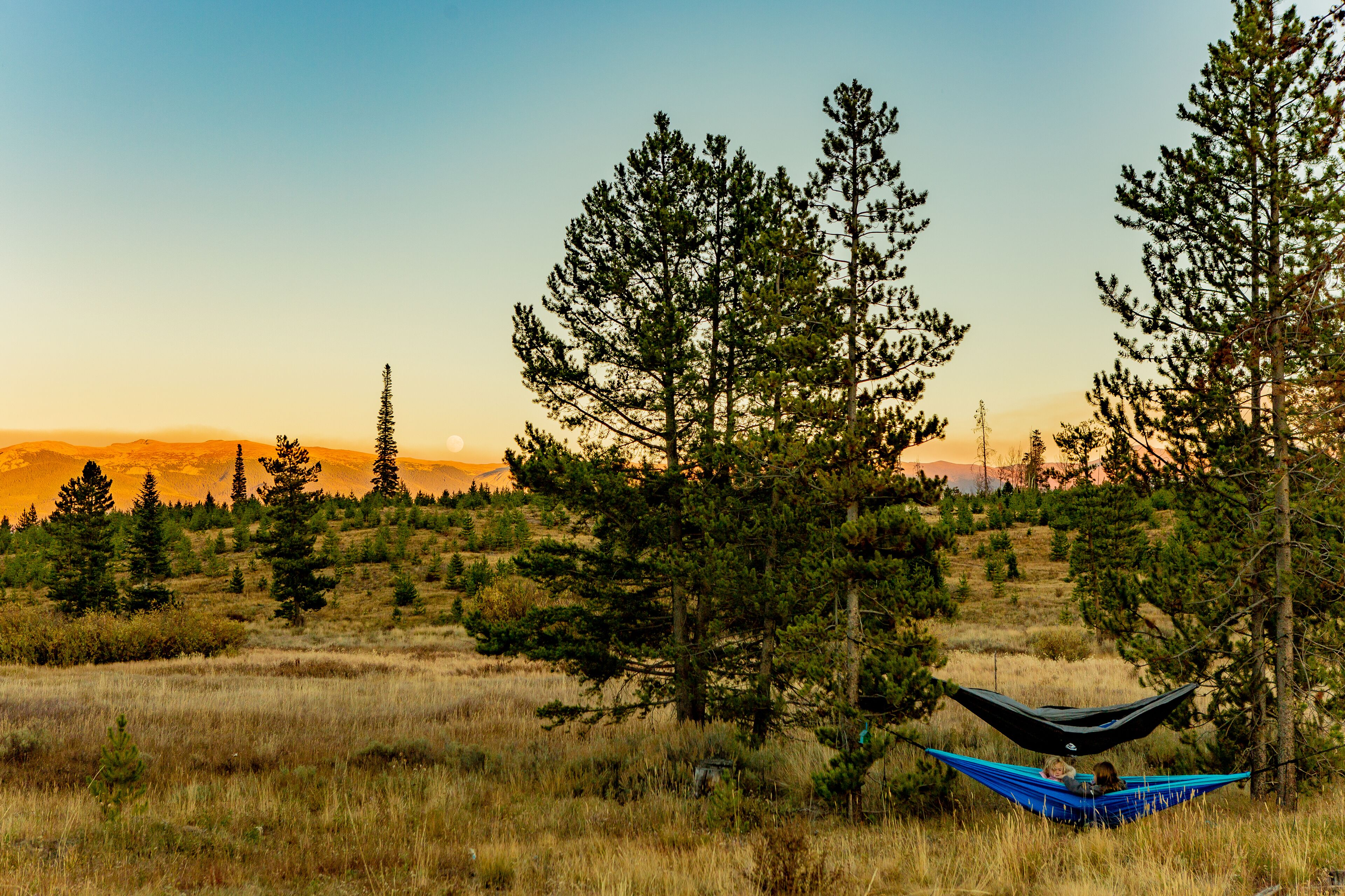 A hammock in a grassy field with trees and a clear sky.