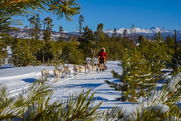 Un paisaje nevado con una persona liderando un equipo de perros de trineo.