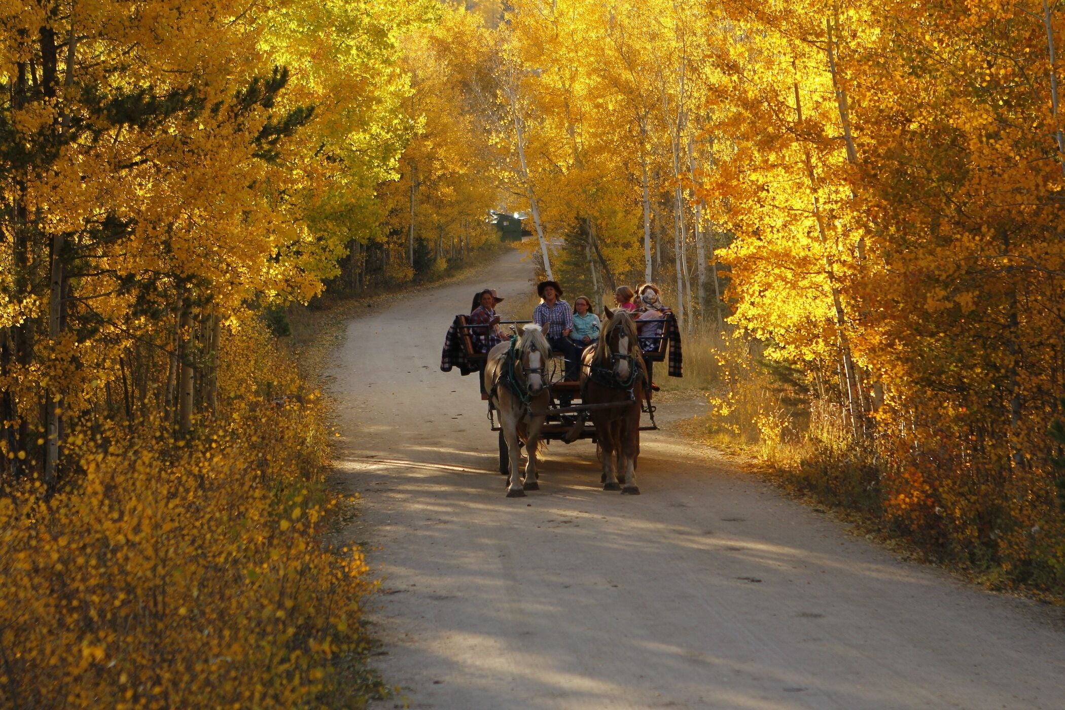 A group of people in a horse-drawn carriage on a dirt road surrounded by trees with yellow leaves.