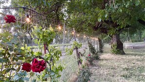 Un jardín con un enrejado cubierto de hiedra, una silla colgante y un árbol.
