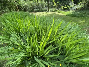 Property grounds - Atypical house in a haven of peace between sea and forest (Tarnos)