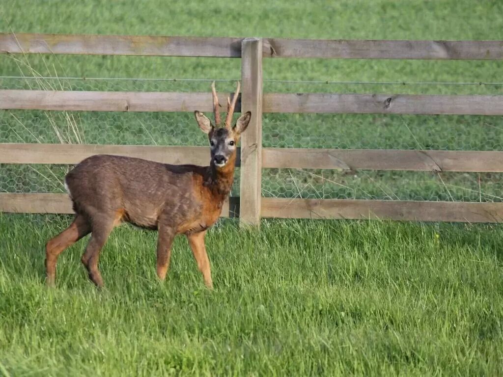 A deer standing in a grassy field with a wooden fence in the background.