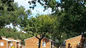 Una hilera de cabañas de madera con un árbol en el centro, en un camping.
