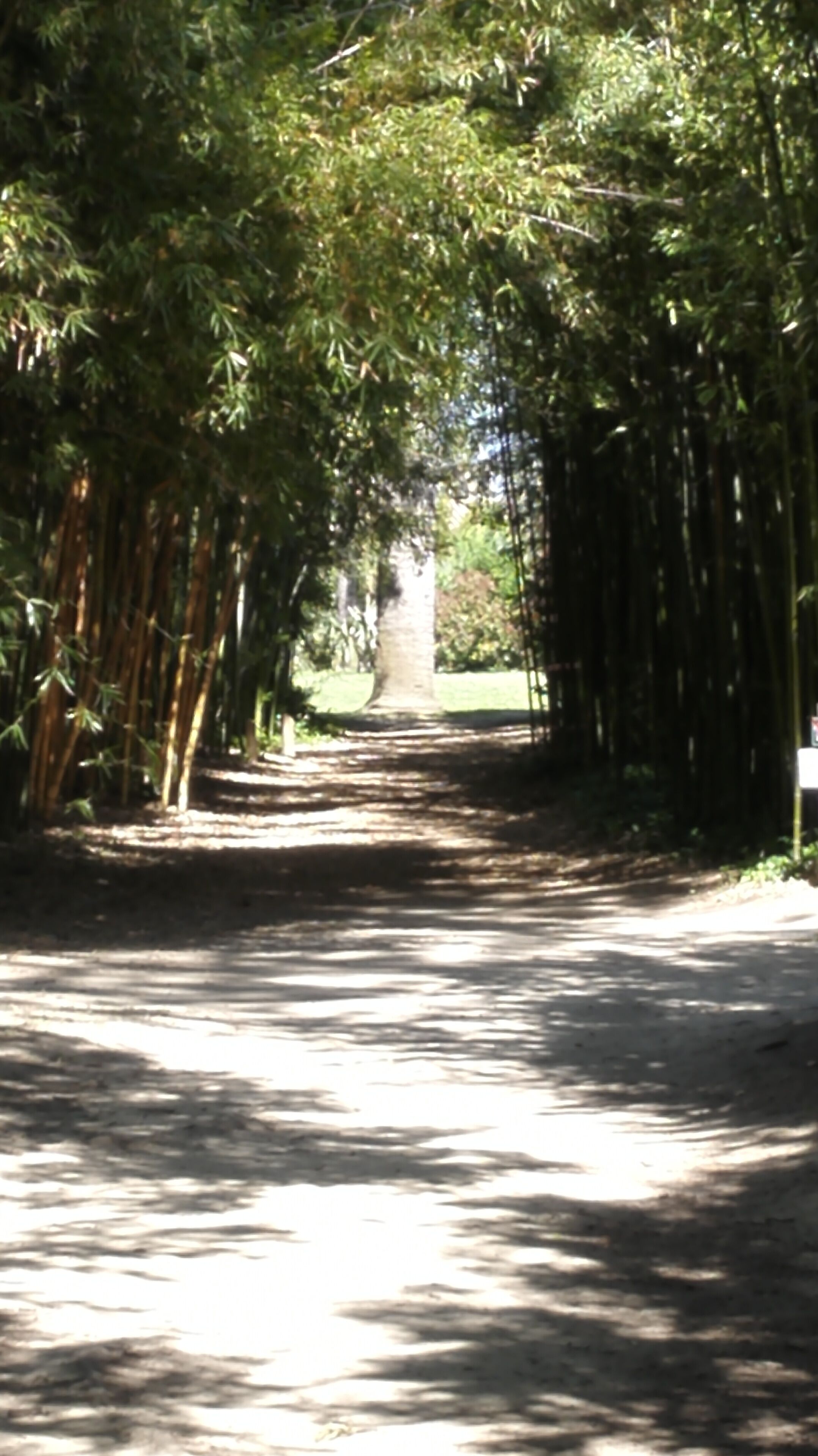 A pathway flanked by tall bamboo trees, leading to a distant structure.