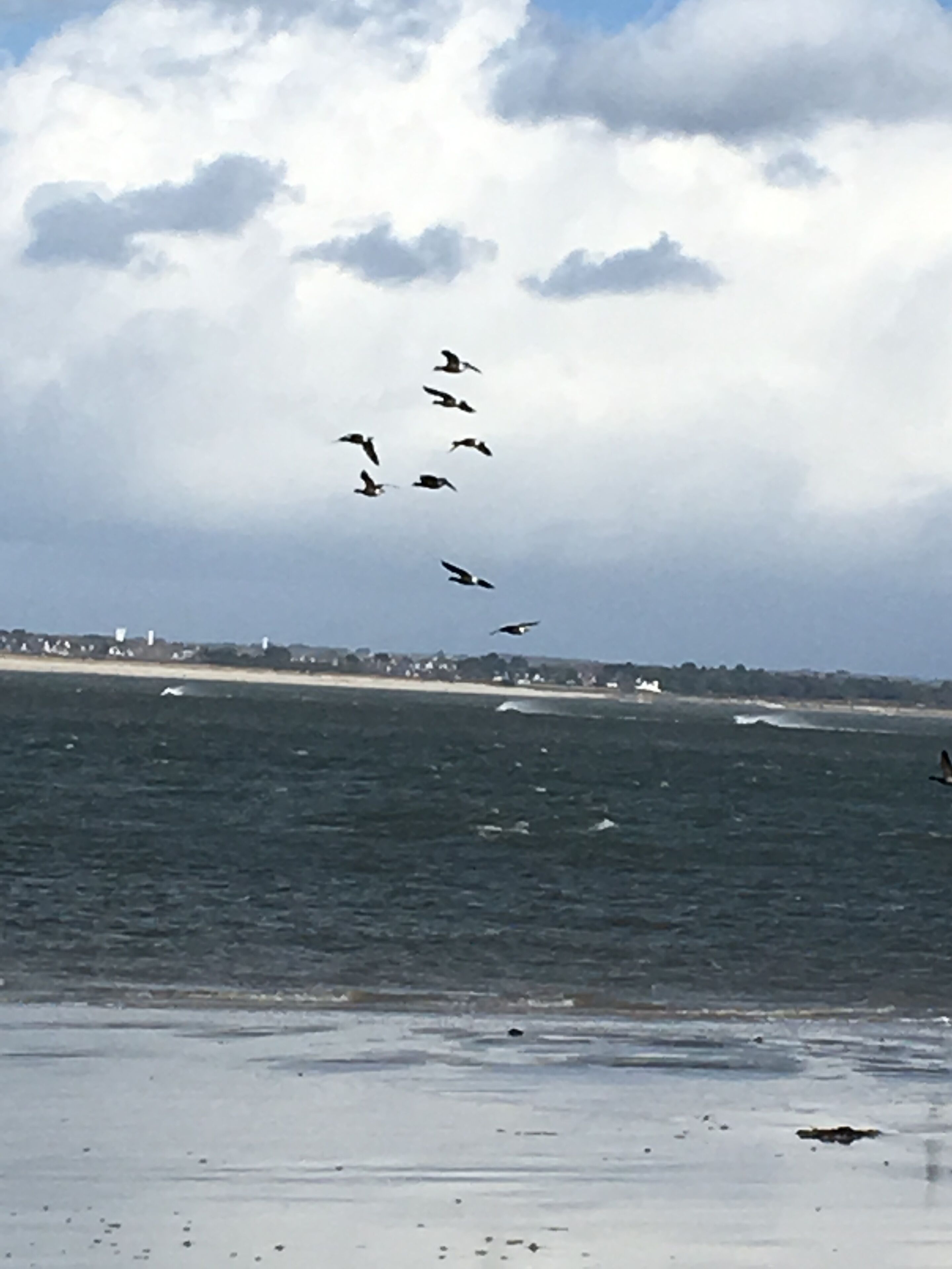 Ein Strand mit Blick auf das Meer und einer Gruppe von fliegenden Vögeln.