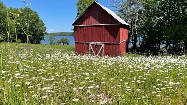 Une grange rouge se dresse au milieu d’un champ de fleurs blanches, avec un lac et des arbres en arrière-plan.