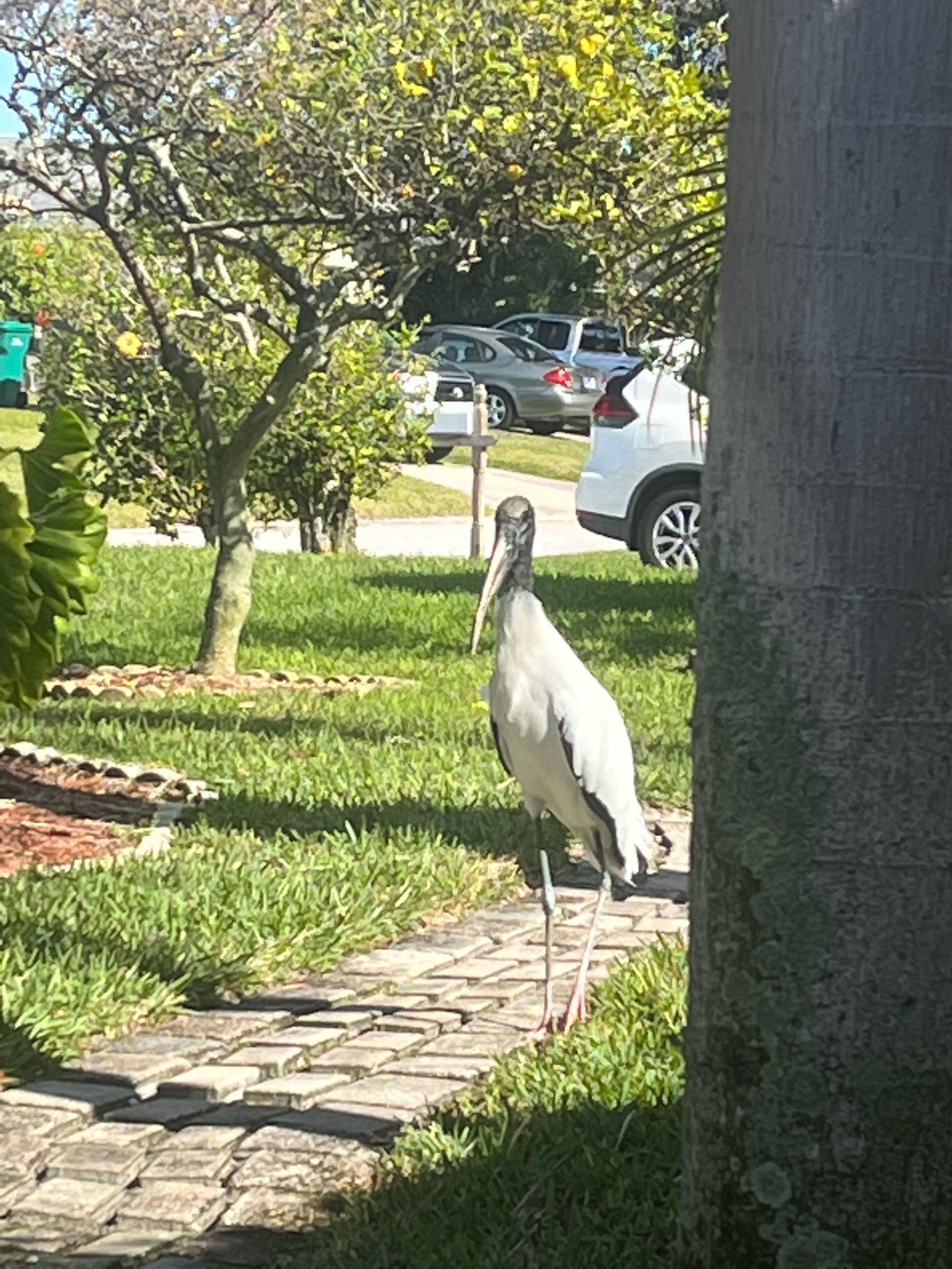 A bird standing on a stone pathway in a grassy area with trees and parked cars in the background.