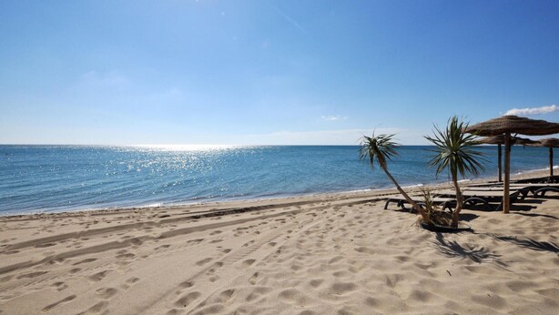 Une plage avec un ciel dégagé, une mer calme et des palmiers.