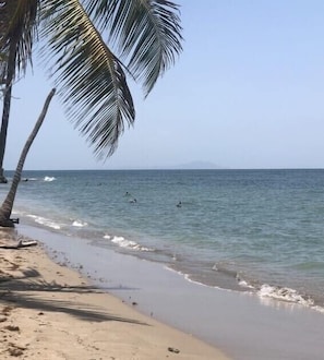 Une plage avec un ciel dégagé, une eau calme et des palmiers.