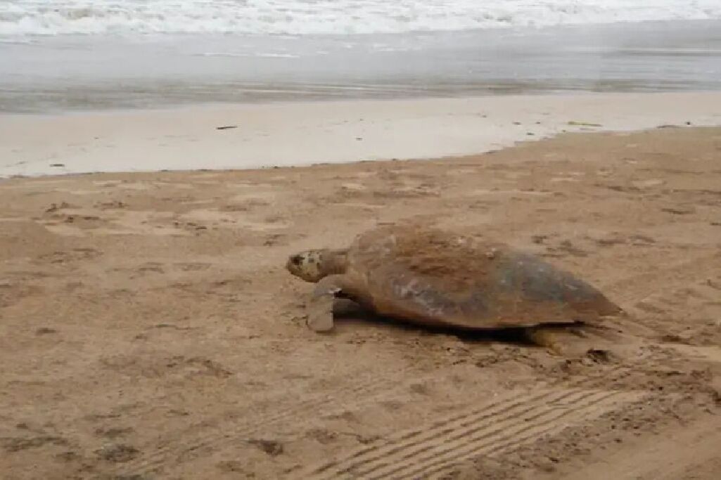 Una tortuga en una playa arenosa, con olas al fondo.