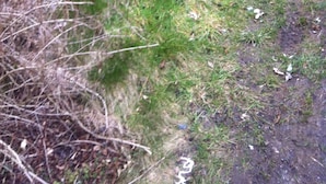 A grassy area with a brick wall and a metal fence. - A castle a few km from here (Utrecht)