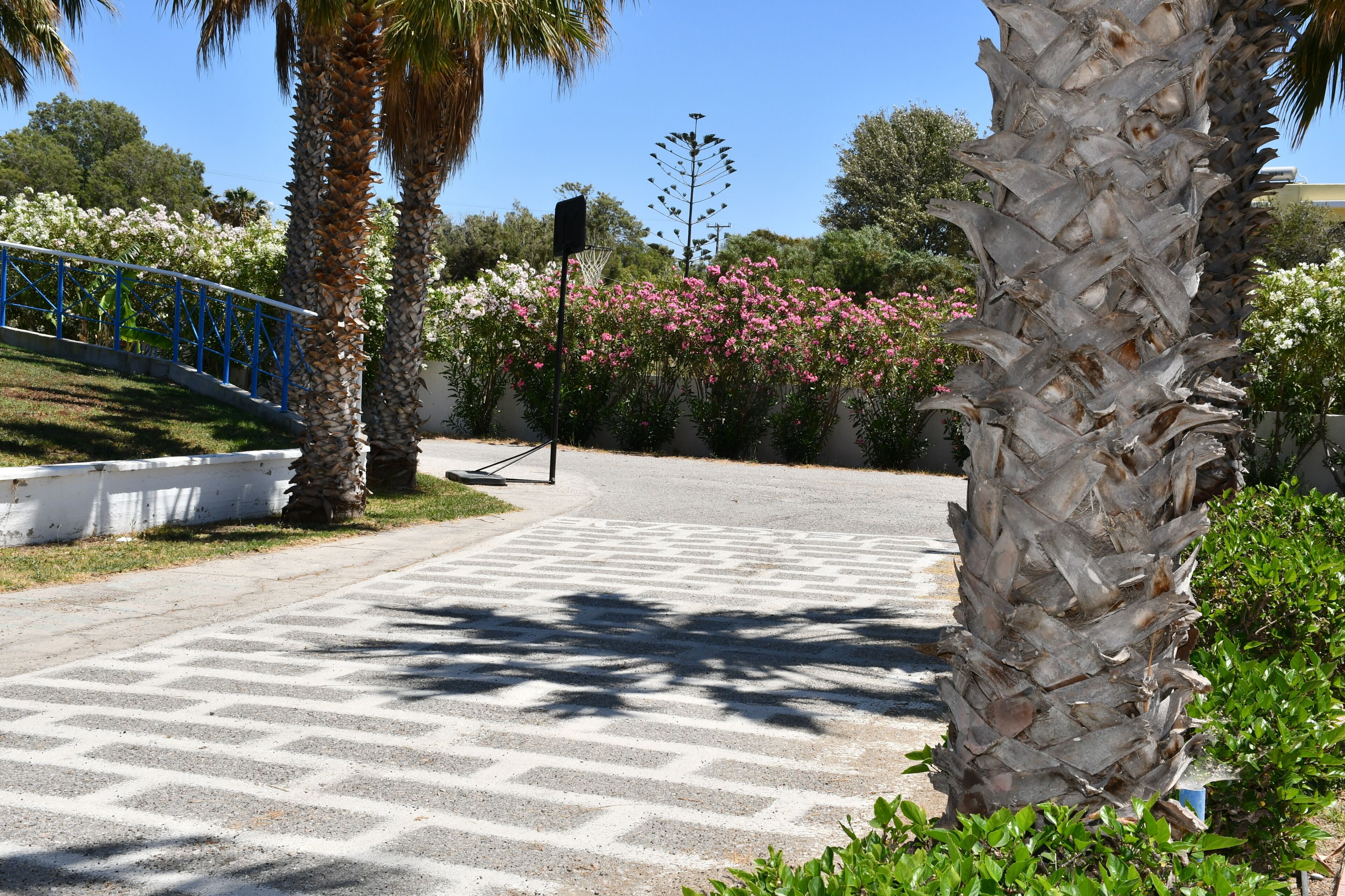 A paved pathway with palm trees and flowering bushes.