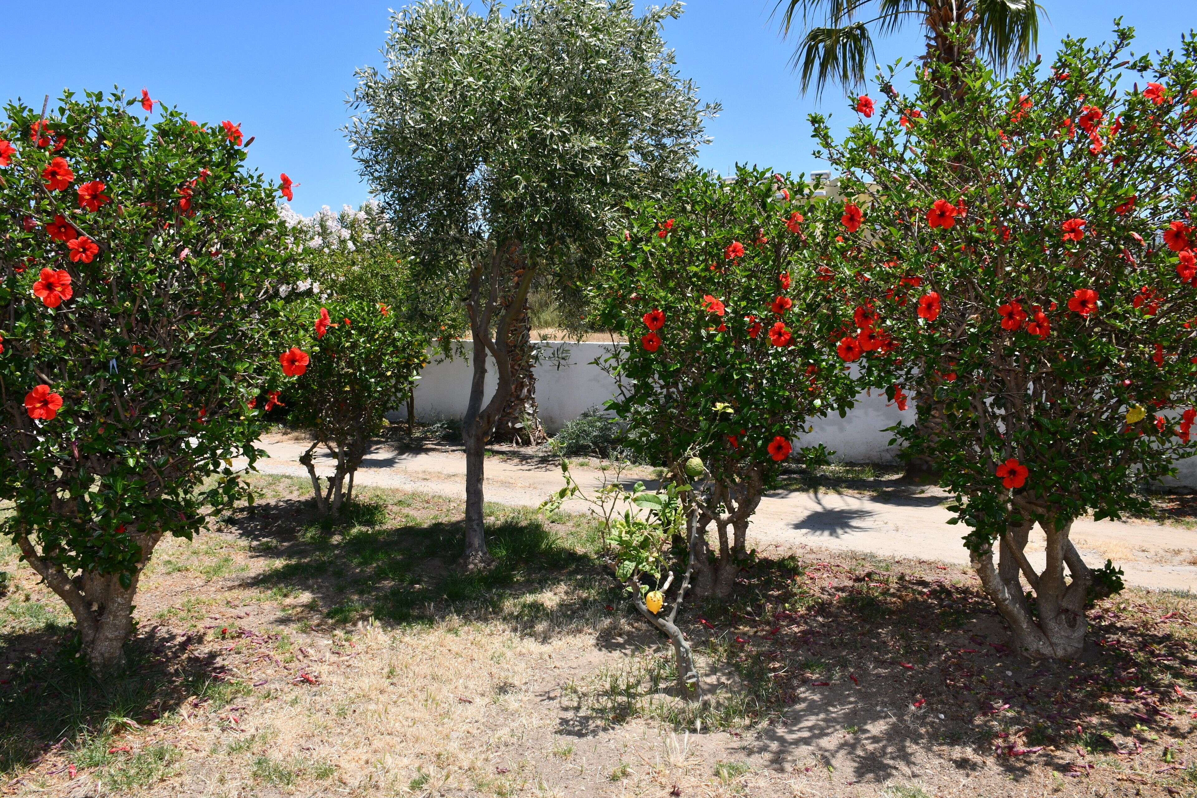 Un jardín con varios árboles con flores rojas, cielo despejado y un camino pavimentado.