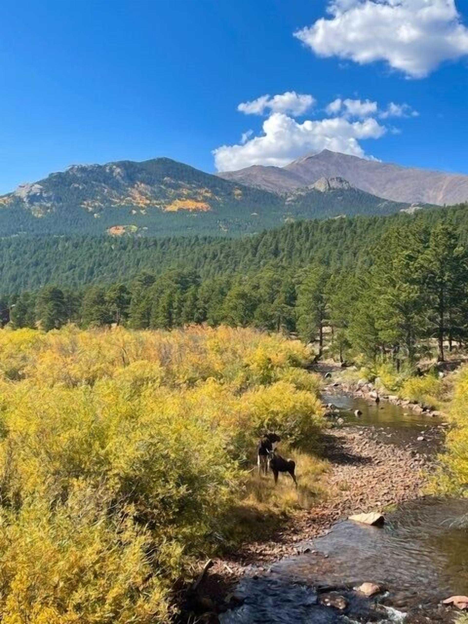 Un paisaje montañoso con un arroyo y un perro cerca del agua.