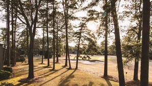 Une zone boisée avec de grands arbres et un sentier bien tracé.
