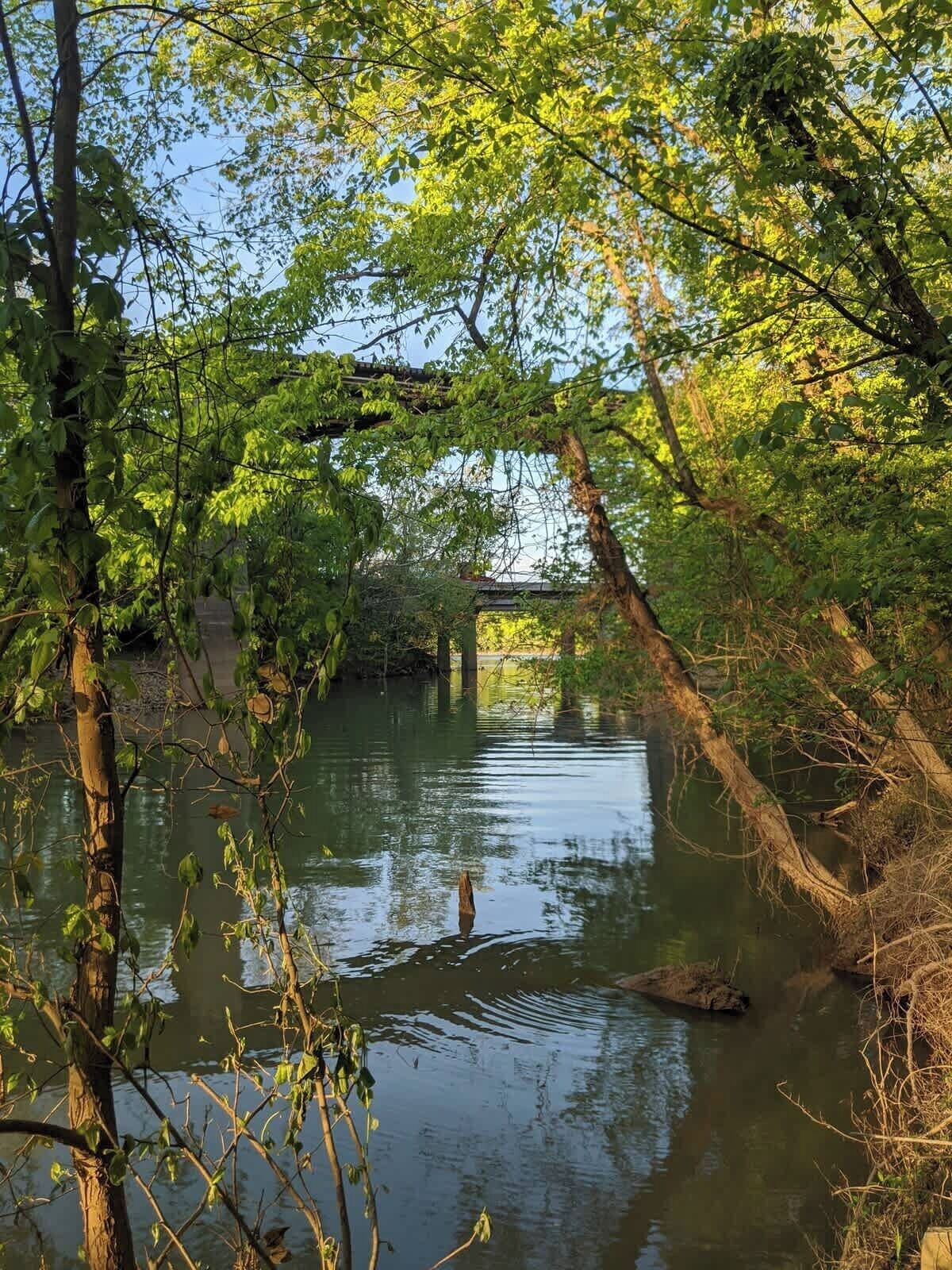 A tranquil river scene with dense foliage and a bridge in the background.