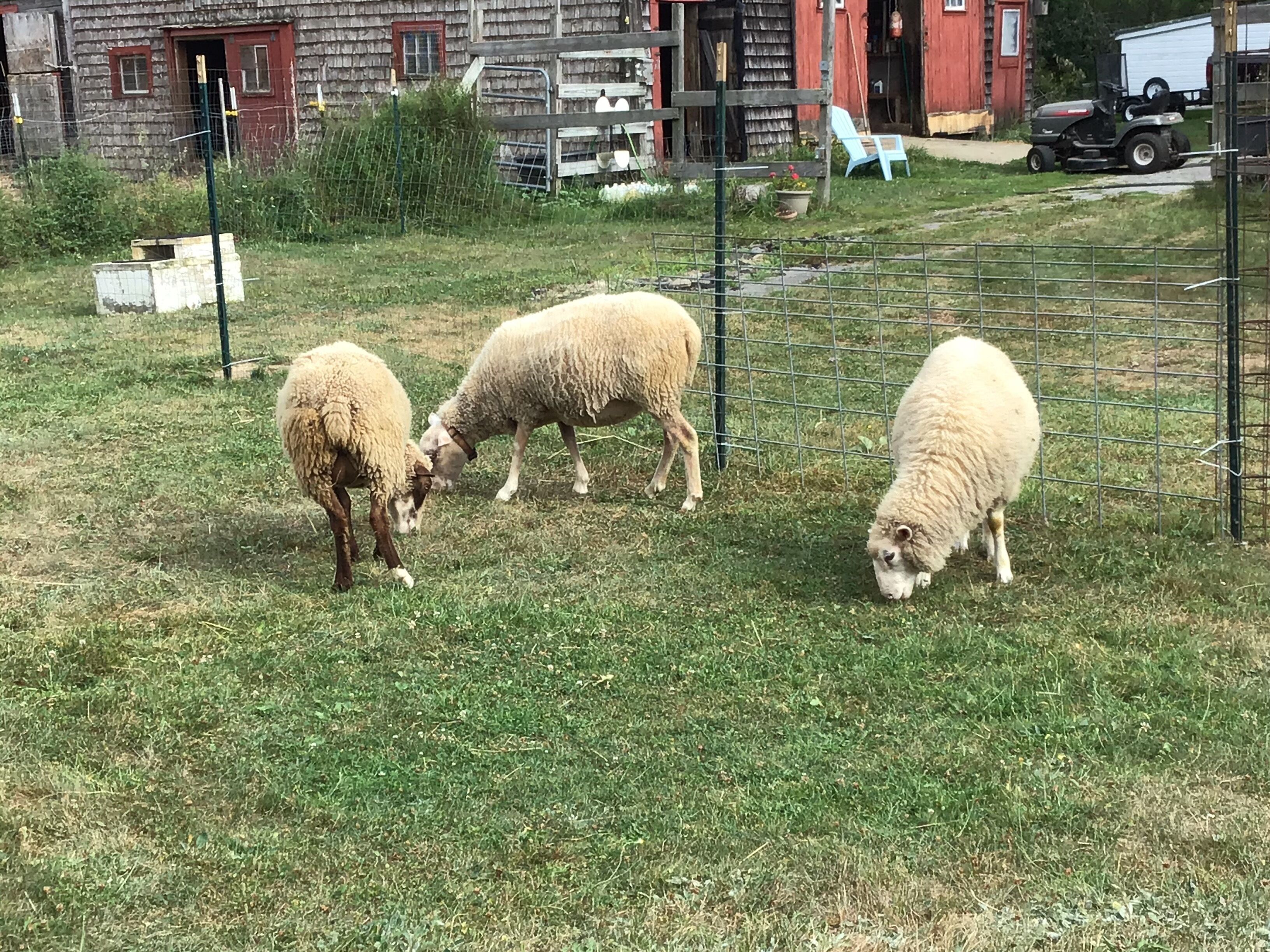 Un espace clos où trois moutons paissent.
