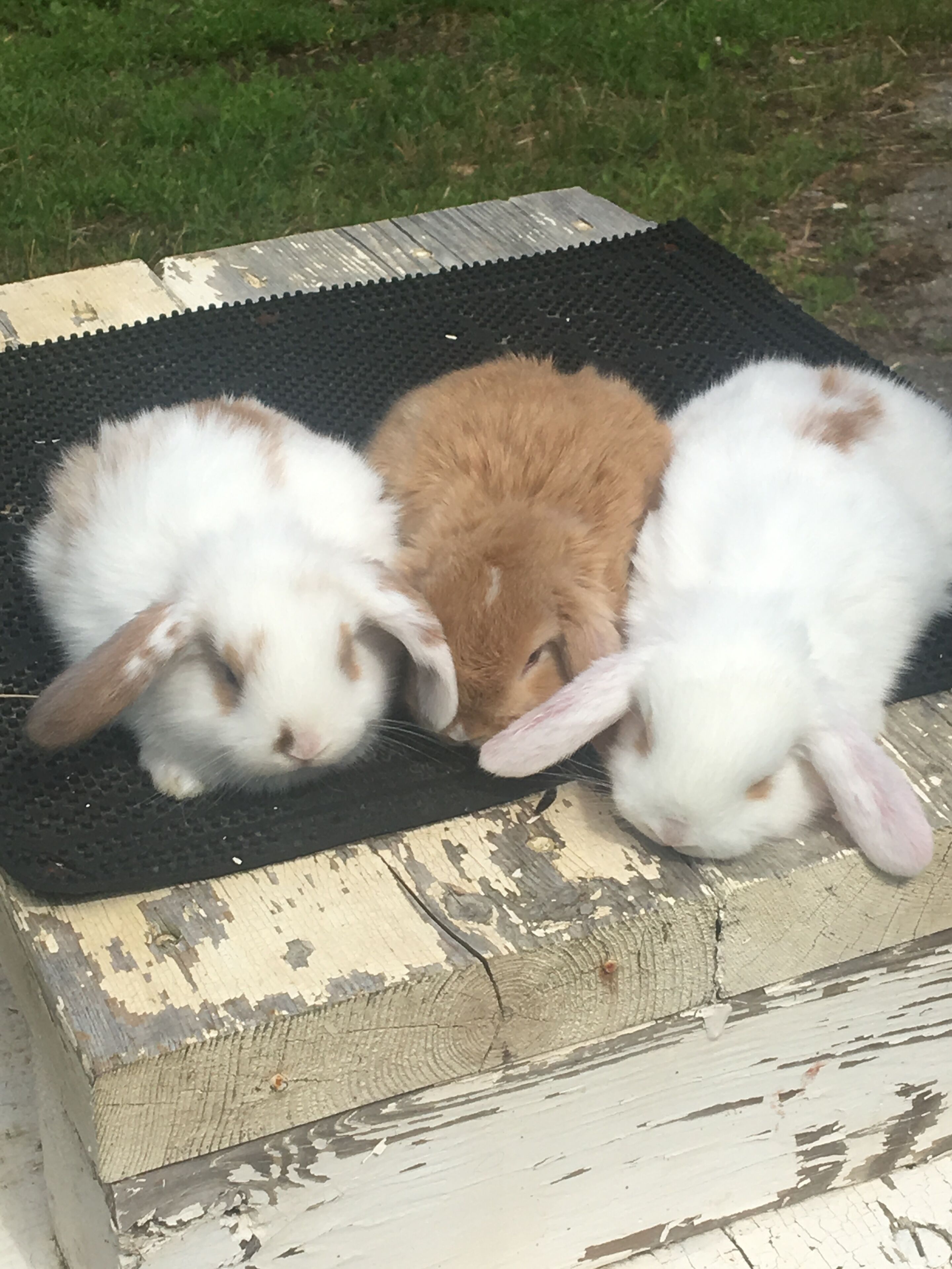Three rabbits resting on a worn wooden bench with a black rubber mat.