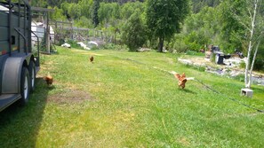 Property grounds - Ranch House on the River (Pagosa Springs)