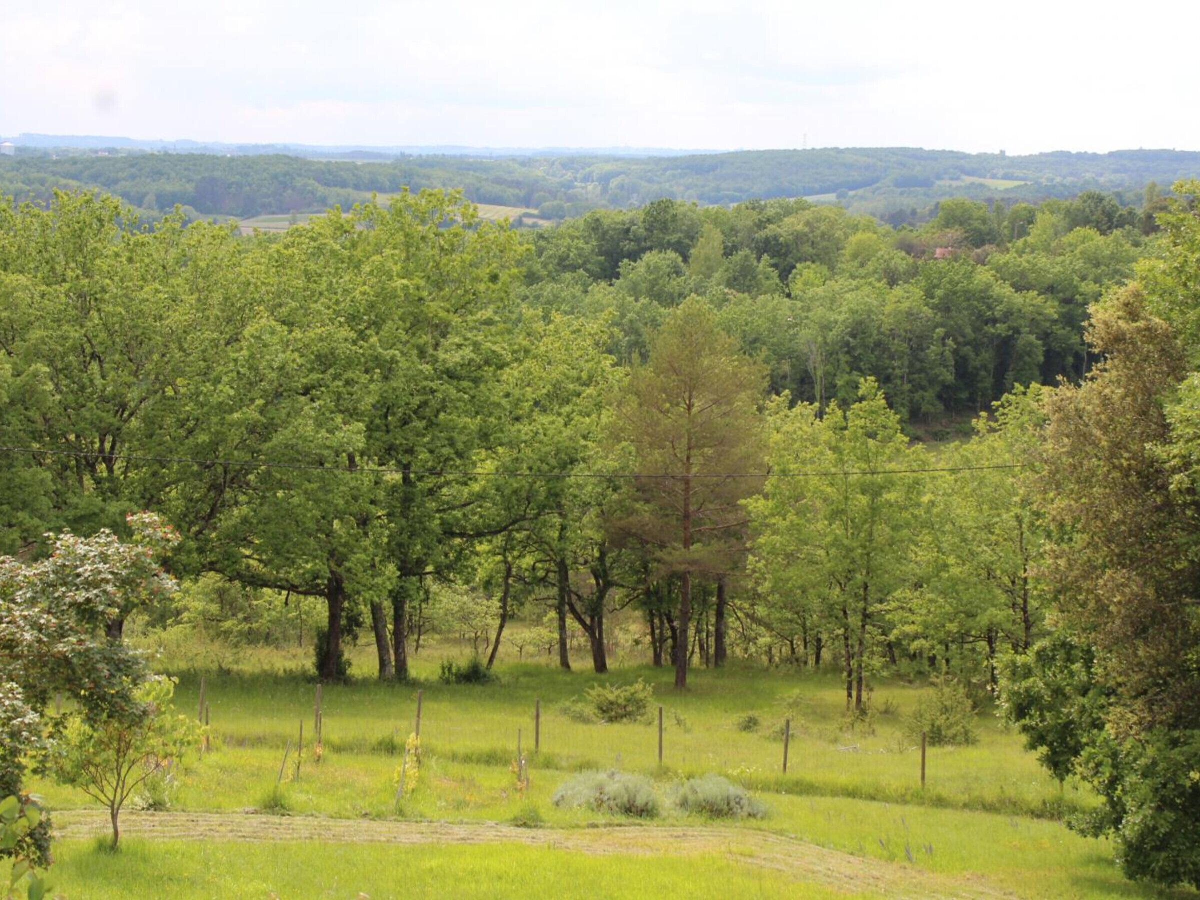 A rural landscape with dense trees and a clear sky.