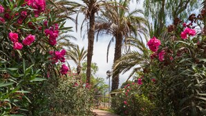 Ein gepflasterter Weg, gesäumt von üppigem Grün und leuchtend rosa Blüten, der zu einer entfernten Struktur führt.