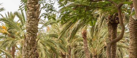 A row of palm trees in a landscaped garden area with a bench and steps leading to a higher platform.