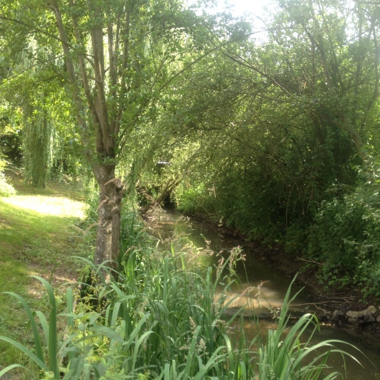 A natural landscape with a stream, dense greenery, and a tree in the foreground.