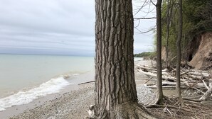 Un tronc d’arbre dont les racines s’étendent jusqu’à une plage de galets.