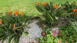 Ein Garten mit verschiedenen Pflanzen und Blumen, darunter Paradiesvögel und rosa Rosen, mit einem Kiesweg und einer Rasenfläche.