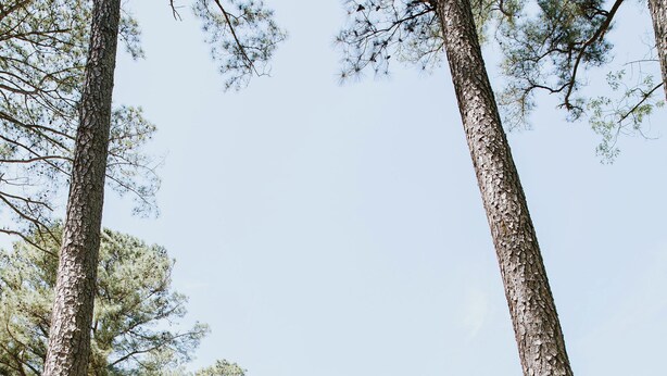 A cabin with a deck, surrounded by tall trees.