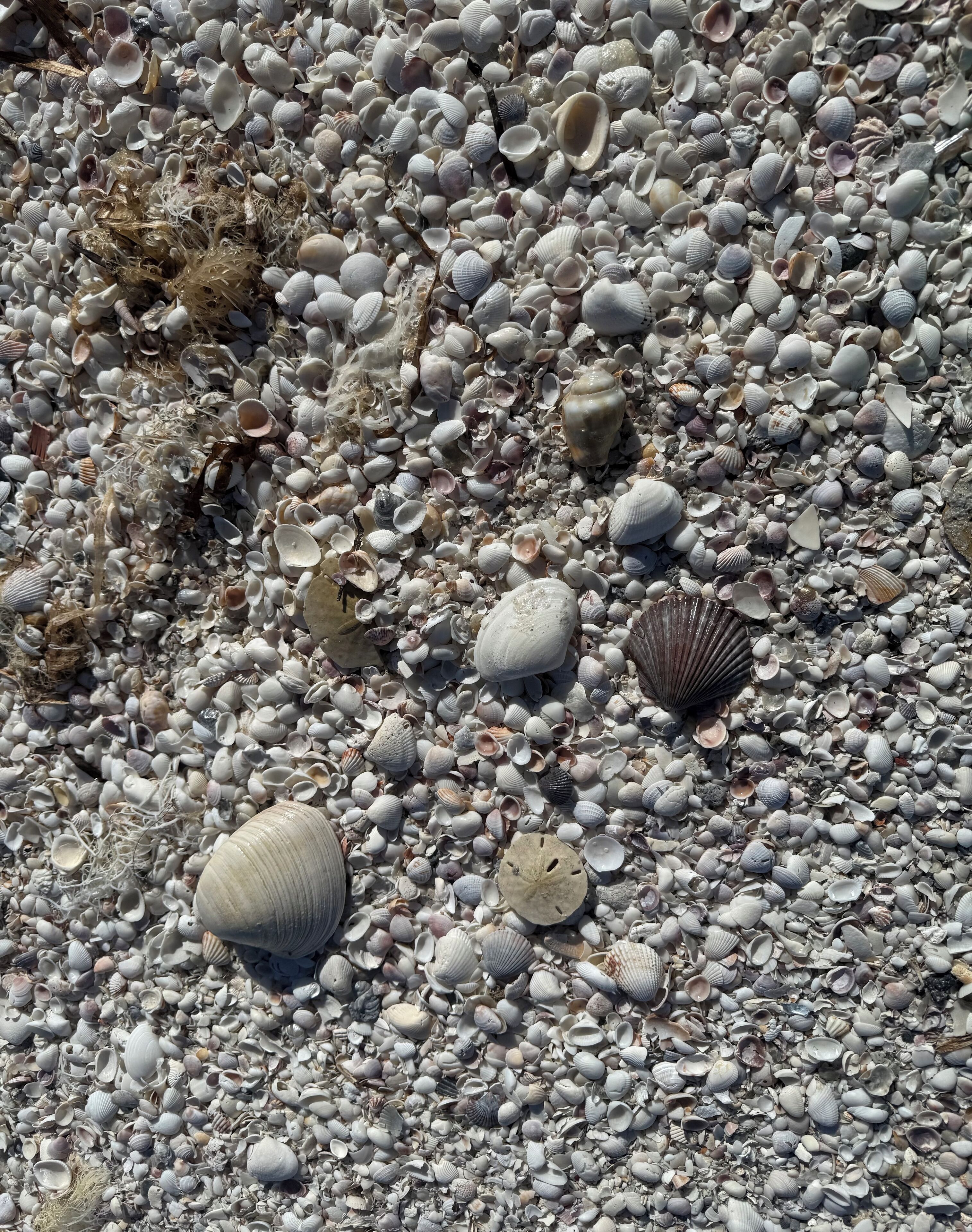 Een strand vol diverse schelpen en kiezels.