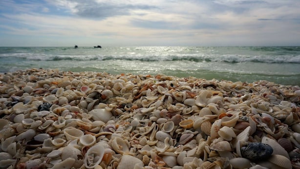 A beach with a variety of seashells and a view of the ocean with waves.