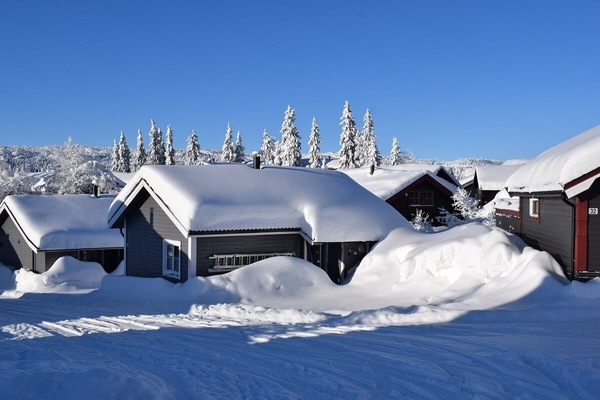 Basic Cabin | Courtyard view