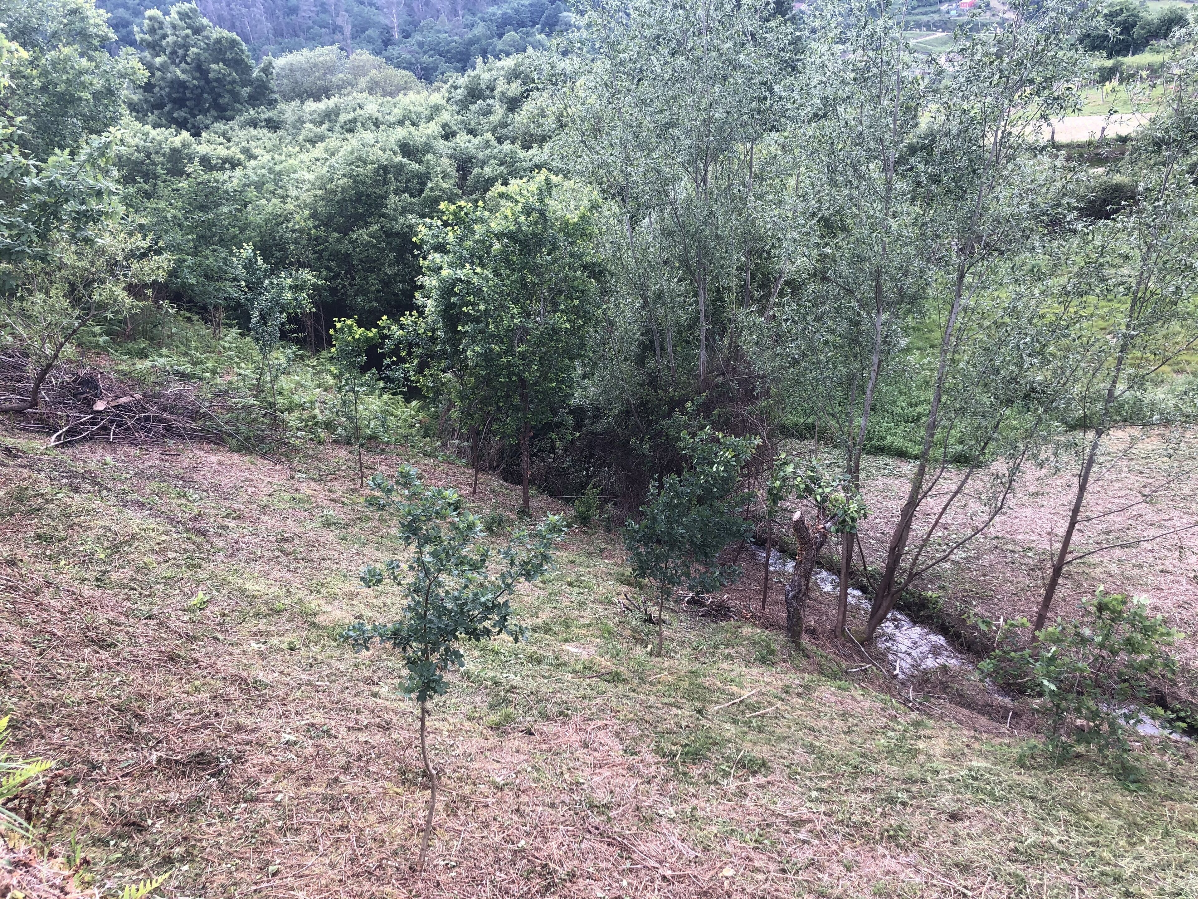 A natural landscape with dense greenery and a small stream.
