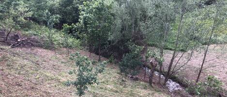 A natural landscape with dense greenery and a small stream.