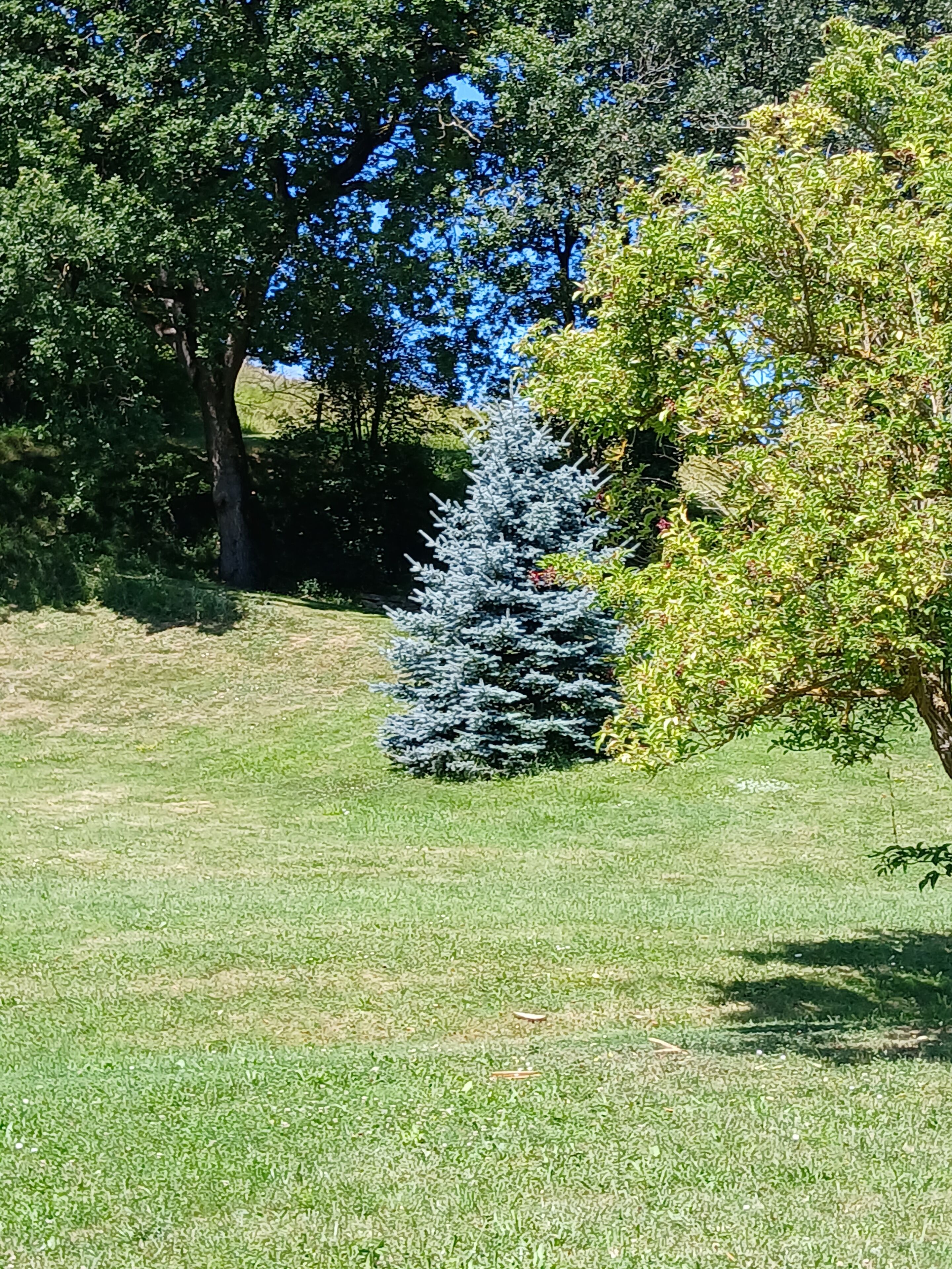 Un área verde bien cuidada con un pequeño árbol cónico y un árbol más grande de follaje denso.