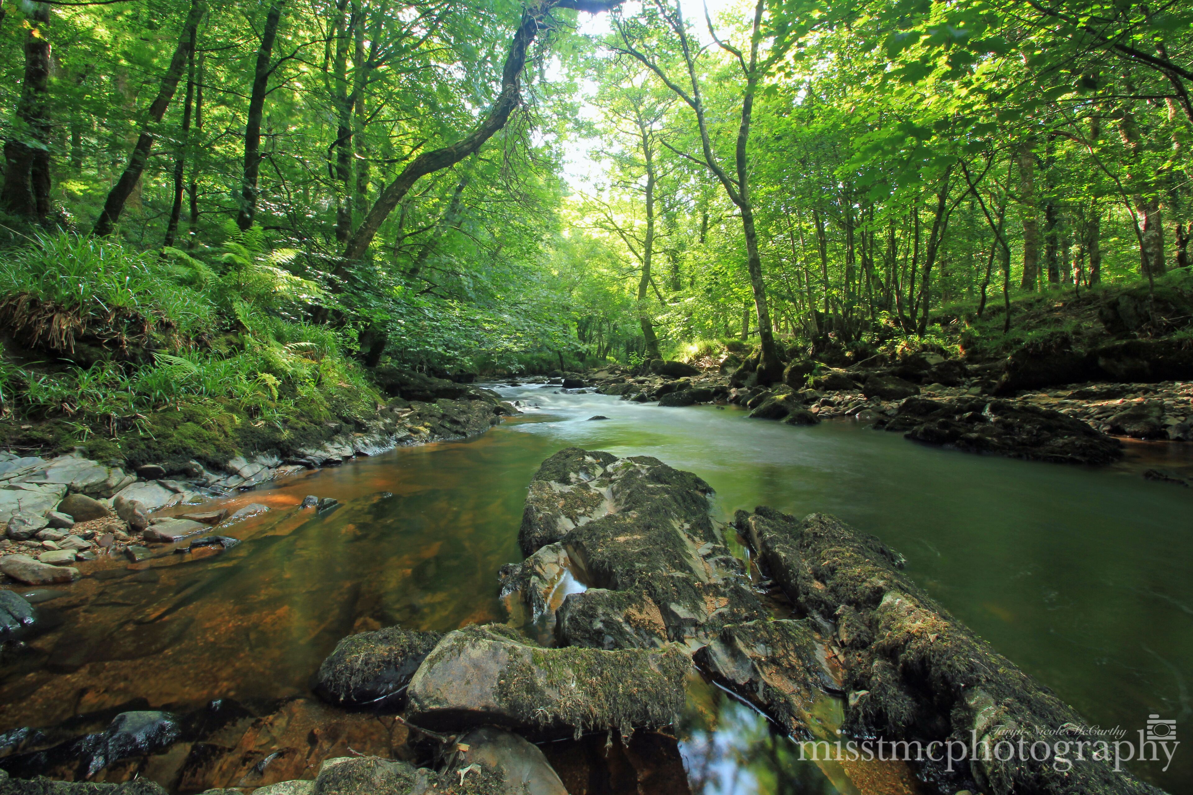 A forest stream with rocks and dense greenery.