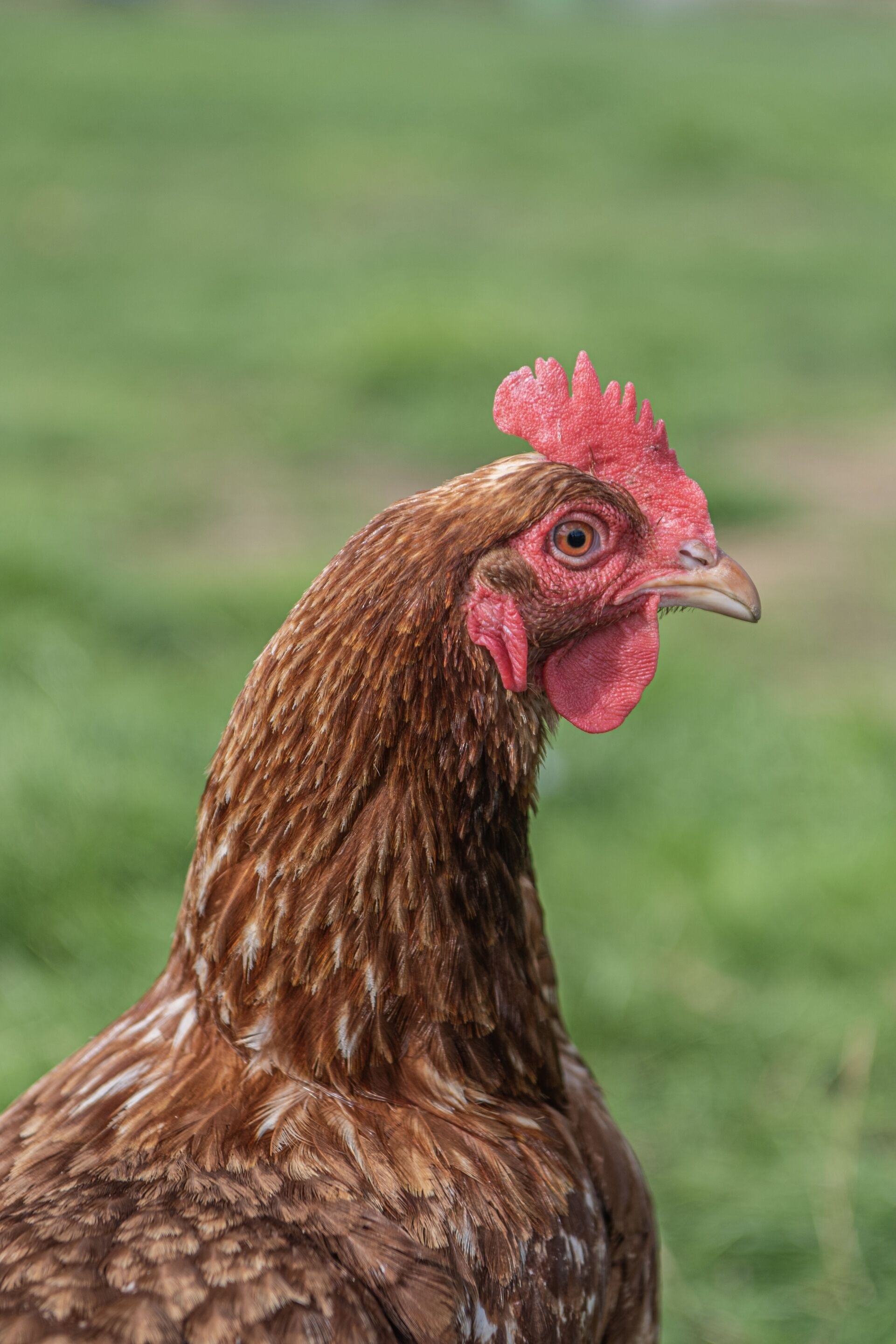 A close-up of a chicken with brown feathers and a red comb.